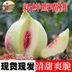 廣東翁源鷹嘴桃連平 甜桃子 甜脆爽口 家庭裝5斤（單果120-150g）