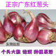 囧仙子廣東紅蔥頭干新鮮小香蔥種子紅皮火蔥油蔥榨蔥油熬油蔥酥做鹵肉飯 3斤紅蔥頭（大個(gè)）
