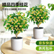 愛(ài)優(yōu)尚桂花樹(shù)苗四季桂盆栽可食用開(kāi)花香室內外陽(yáng)臺客廳圓柱盆源頭直發(fā)