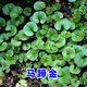 碧鼎馬蹄金種子草籽草坪種子小金錢草銅錢草種子四季常青耐高溫綠化草 馬蹄金種子 1斤裝【包衣】