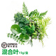 曠古農業(yè)【順豐】新鮮擺盤(pán)裝飾花草蛋糕裝飾葉子點(diǎn)綴西餐酒店鮮花 混合葉1盒約15g