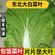 良知農(nóng)哥【順豐】東北新鮮白菜葉飯包大白菜葉子打包 新鮮蔬菜 2斤菜葉 無醬 陸運(yùn)