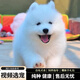 寵六福純種薩摩耶幼犬寵物狗狗活體小狗活物幼崽 寵物級 公