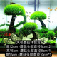 旺園興魚缸造景樹定植樹沉木活體裝飾水草無(wú)需底沙魚缸造景增氧莫斯植物 (大號(hào))莫斯樹蘑菇林