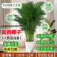 貴秘書(shū)正宗富貴椰子大型綠植盆栽室內客廳辦公室好養盆景四季常青除甲醛 【105-120cm 精品富貴椰子】 帶盆栽【雅致之品】好