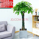 胡麗綠植盆栽金錢樹綠蘿發(fā)財(cái)樹綠植客廳大盆栽大型綠植辦公室室內(nèi)植物 辮子發(fā)財(cái)樹1.5-1.7米含陶瓷盆