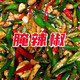 劉氏辣婆婆手工腌辣椒 下飯菜 小米椒泡椒腌制辣椒 香辣速食菜 小辣椒腌菜 腌辣椒【微辣】500g