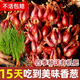 大禹四季紅蔥頭種子香蔥根苗小蔥苗秧子種頭火蔥頭老品種秋季蔬菜籽 正宗紅蔥頭種子1斤+1包肥