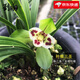 劉閣蘭花蘭花春蘭老種三圣葉蝶 冬帶花苞出售 濃香好養(yǎng)蘭花苗花卉盆栽草 3苗連體裸根