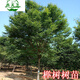 語(yǔ)墨櫸樹(shù)苗綠化苗木庭院地栽室外工程園林大樹(shù)苗風(fēng)景樹(shù)大型紅櫸樹(shù) 80-1米高10棵 其他