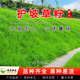 瑋藝進(jìn)口草坪種子草籽四季青免修剪護(hù)坡綠化草坪草耐寒耐旱矮生草種子 堤壩護(hù)坡草草籽1斤