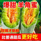 滿(mǎn)源紅正宗山東壽光羊角蜜甜瓜脆甜多汁，產(chǎn)地直發(fā)水果 羊角蜜甜瓜凈重4.5斤裝