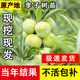 正宗四川脫骨青脆蜂糖李子樹(shù)苗蜂蜜果樹(shù)樹(shù)苗盆栽植物苗木水果樹(shù)苗 蜂糖李嫁接苗 推薦 4年苗