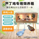 品云美寵 蘆丁雞專用飼養(yǎng)箱盧丁雞實木別墅籠子 雙開門80【智能控溫 拎雞入住】