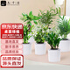 九千谷綠植盆栽發(fā)財樹袖珍椰子九里香觀音竹清香木金錢樹源頭直發(fā)