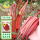 鳳鳴雅世水果紅秋葵種子四季陽(yáng)臺盆栽蔬菜種孑小紅人秋葵種子10克