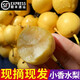 教蔬鮮生【順豐直達】東北香水梨正宗現(xiàn)摘小香水梨軟濡新鮮水果梨東北特產(chǎn) 5斤 現(xiàn)摘現(xiàn)發(fā)