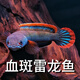 進(jìn)口阿薩姆奶茶雷龍魚(yú)火背酒紅幻彩紅寶石幻藍鬼王黃金眼睛雷龍魚(yú) 進(jìn)口血斑雷龍魚(yú)12-14厘米