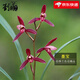 劉閣蘭花四季蘭花苗墨寶現帶花苞出售高檔四季蘭好養室內花卉盆栽 3苗連體裸根帶花