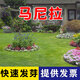 萌蘊（MengYun）進(jìn)口草坪種子草籽矮四季青草種護坡綠化耐寒耐旱免修剪草皮草種子 【馬尼拉】庭院綠化一斤