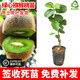 草木旺獼猴桃苗嫁接紅心黃心綠心軟棗獼猴桃樹(shù)苗南方種植奇異果苗果樹(shù) 嫁接綠心獼猴桃苗 高度：20公分左右