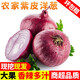 甜果源源 農(nóng)家紫皮洋蔥 新鮮洋蔥頭 燒烤涼拌食材 新鮮蔬菜 5斤 【80%人選擇】