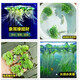 魚(yú)缸造景凈化水質(zhì)肚兜萍水浮萍槐葉萍懶人水草一葉蓮浮萍養(yǎng)魚(yú)龜水 四寶(芙蓉肚兜象耳兔耳)各1顆