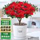 泰西絲杜鵑花盆栽花卉客廳綠植擺件 紅色大苗+中號現代陶瓷盆 源頭直發(fā)