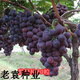 諫仰果樹(shù)種子 四季種易活 高產(chǎn)水果種子 陽(yáng)臺盆栽 多品種水果種子 葡萄種子50粒精裝