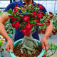 重瓣沙漠玫瑰花苗盆栽花卉老樁室內植物四季好養的花陽(yáng)臺庭院植物 中苗20CM左右高（單顆）