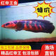 逸樂(lè )寵黃金眼鏡蛇雷龍蛇頭魚(yú)兇猛中大型觀(guān)賞魚(yú)類(lèi)食肉易飼養 仙塔蘭姆紅帝王魔神5-7厘米