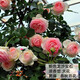 耐寒薔薇花苗爬藤四季開(kāi)花室內盆栽室外藤本月季玫瑰花卉易活植物 粉色龍沙寶石  爬藤 精品花苗 不含盆