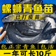 浙江螺螄青魚苗黑皖魚一斤大草魚苗青魚苗四大家魚苗養(yǎng)殖本地特大 青魚苗10-13厘米贈(zèng)送10% 50條