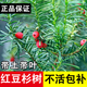 正宗紅豆杉樹(shù)苗招財紅杉樹(shù)大樹(shù)盆栽盆景室內植物庭院別墅花卉綠植 【2顆】紅豆杉高50cm 帶土帶葉