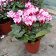 仟草集仙客來(lái)盆栽室內(nèi)花卉 兔子花 花苗兔耳花蘿卜海棠帶盆 仙客來(lái)花蝴蝶（帶花苞）原盆原土