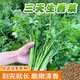 香菜種子大全農(nóng)家盆栽苗大葉芫荽種籽四季食用香菜籽蔬菜種籽種孑 香菜種子 1斤（可大面積種植）