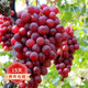 歐悟【買(mǎi)2顆送1顆】嫁接葡萄樹(shù)苗 南北方種植盆栽地栽庭院陽(yáng)臺果樹(shù)苗 玫瑰香葡萄 六年大苗當年結果