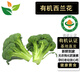 有機西蘭花3斤【新上市】有機認證無(wú)農殘 現摘現發(fā)健康輕食 3斤裝