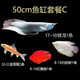 樂淘逸寵銀龍魚活體大中型熱帶觀賞魚魚缸寵物淡水風(fēng)水魚發(fā)財魚金龍魚 50-60cm魚缸套餐C發(fā)順豐