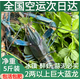 澳洲鮮活小龍蝦超大特大淡水養(yǎng)殖清水藍(lán)龍蝦一兩以上（干凈免刷） 2兩5斤裝（一斤大概4-5只）