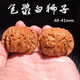 盤道 文玩雕刻核桃機(jī)刷包漿二龍達(dá)摩財(cái)神金蟾 王勇官帽四座樓白獅子滿天星鷹嘴葫蘆手把件 機(jī)刷包漿 白獅子4.0-4.1cm
