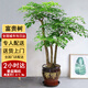 芙洛拉花園【兩小時(shí)達】發(fā)財樹(shù)綠蘿金錢(qián)樹(shù)散尾葵天堂鳥(niǎo)大型綠植室內開(kāi)業(yè)喬遷 富貴樹(shù)