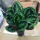 御春閣室內(nèi)綠植花卉盆栽室內(nèi)孔雀竹芋 貓眼彩虹綠植盆栽四季常青植物 彩虹竹芋20-30厘米高