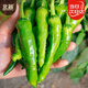 北蔬樟樹(shù)港辣椒種子種苗正宗湖南特產(chǎn)菜種籽 北蔬樟樹(shù)港辣椒種子30粒