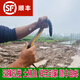 團魚(yú)洲【正宗土黃鱔加冰順豐空運】野外捕抓鮮活現殺大黃鱔活體長(cháng)魚(yú)鱔魚(yú) 小號一斤6-9條 野捕土鱔魚(yú)一斤