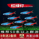 紅綠燈魚燈科魚孔雀魚熱帶觀賞魚淡水寶蓮燈魚活體斑馬魚群游魚 1-1.2cm 紅綠燈8條+2備損