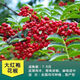 霆環(huán)花椒樹(shù)苗大紅袍花椒苗四川食用麻椒苗盆栽地栽高產(chǎn)種當年結果 大紅袍 5年苗當年結果多多