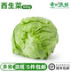 西生菜新鮮蔬菜圓生菜球包菜漢堡包蔬菜沙拉菜球生菜新鮮500g 5kg