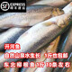 【順豐】柳根魚東北柳根子冷水河魚活魚速凍發(fā)貨冷水細鱗魚 【順豐速運】一斤一袋真空包裝 柳根魚5斤【大號每斤9-11條】