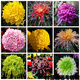 春枝韻菊花種子九月菊金盞菊波斯菊萬(wàn)壽菊翠菊陽(yáng)臺易種花籽四季花草種子
